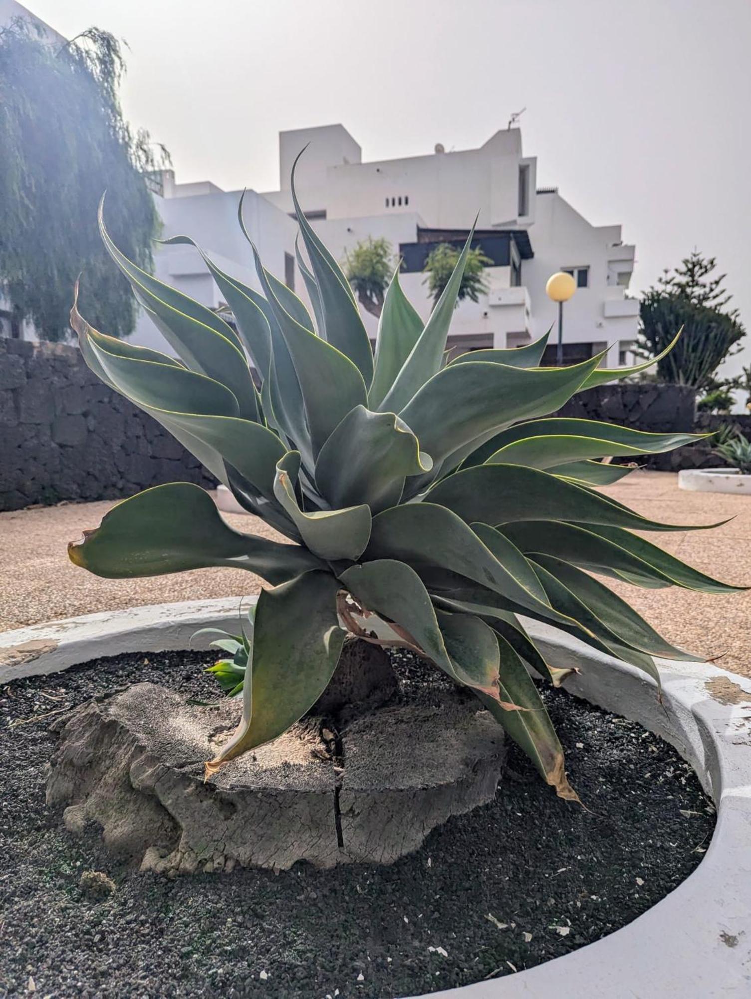 Charming Flat In Los Molinos With Terrace & Pools, Near Playa Bastian Коста Тегисе Екстериор снимка