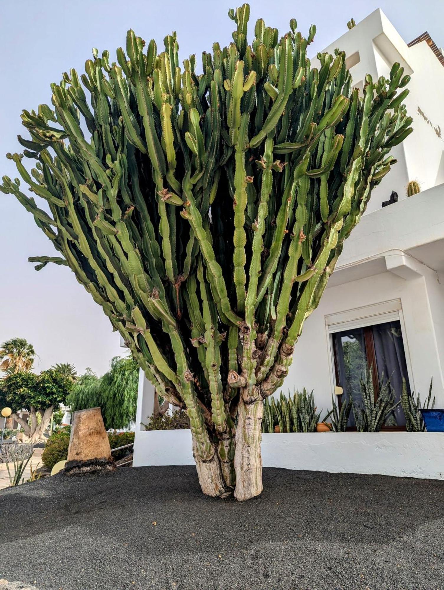 Charming Flat In Los Molinos With Terrace & Pools, Near Playa Bastian Коста Тегисе Екстериор снимка